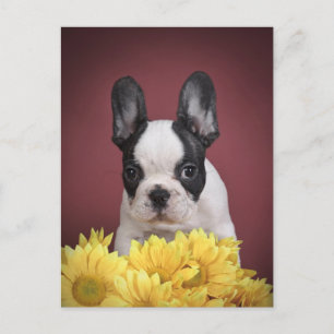 Postal Frenchie - perrito del bulldog francés