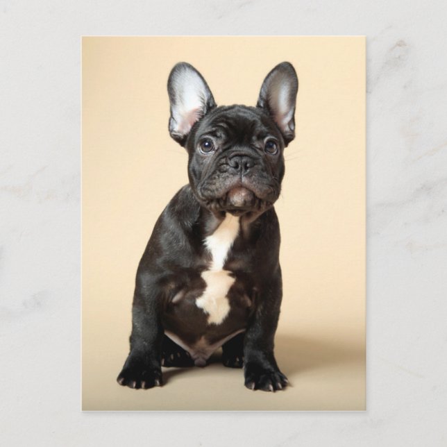 Postal Frenchie Puppy (Anverso)