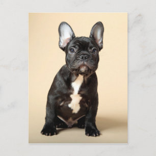 Postal Frenchie Puppy