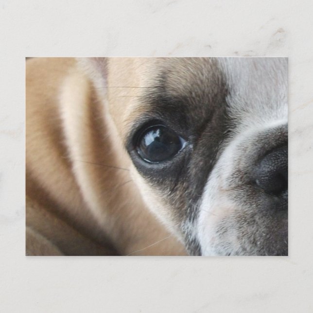 Postal Frenchton Puppy Face Closeup (Anverso)