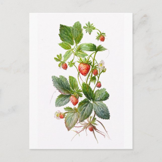 Postal Fresas (Anverso)