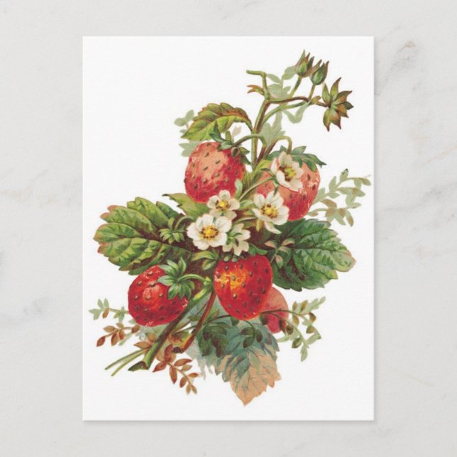 Postal fresas botánicas (Anverso)