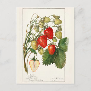 Postal Fresas (Fragaria) Pintura de color de agua de frut