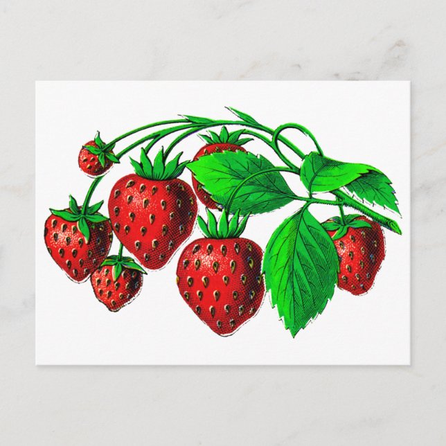Postal Fresas frescas (Anverso)