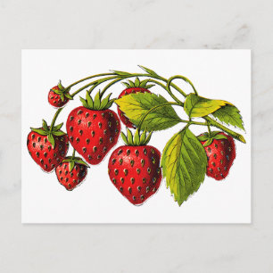 Postal Fresas frescas