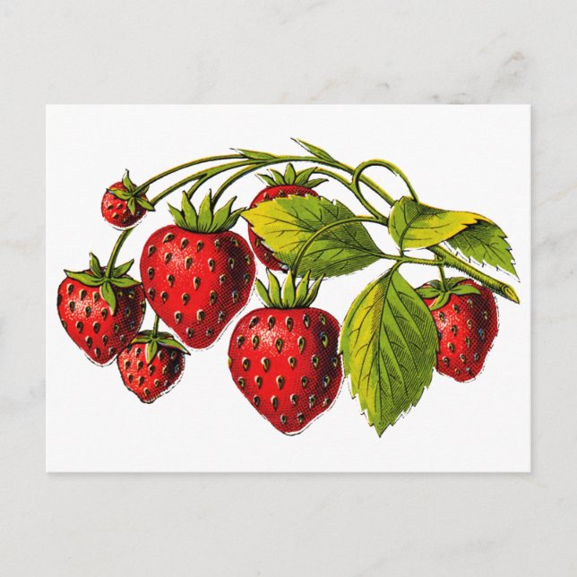 Postal Fresas frescas (Anverso)
