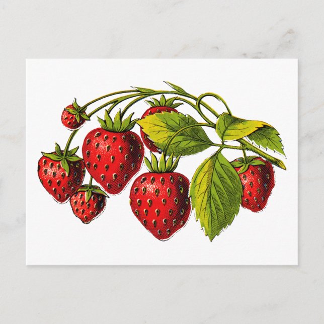 Postal Fresas frescas (Anverso)