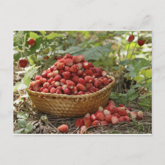 Postal fresas silvestres