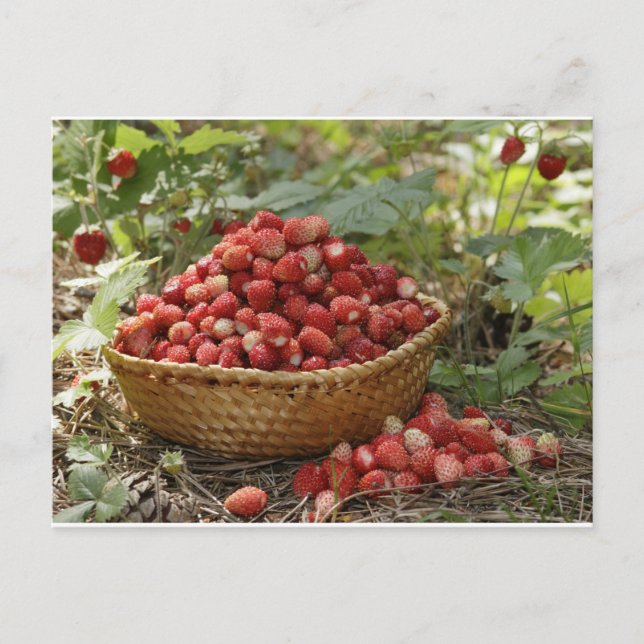 Postal fresas silvestres (Anverso)