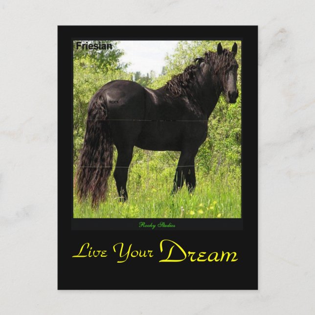 Postal Friesian Dreamin (Anverso)