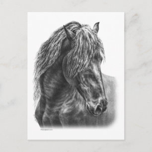 Postal Friesian Horse Portrait Wavy Mane