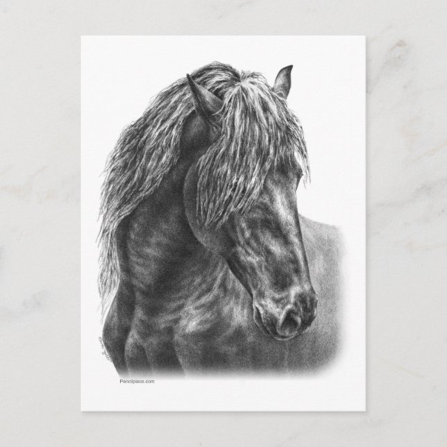 Postal Friesian Horse Portrait Wavy Mane (Anverso)