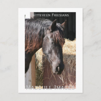 Postal Friesian Mare