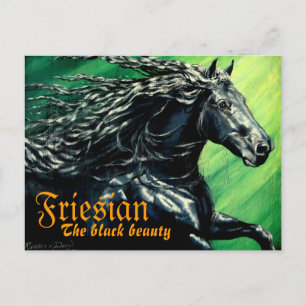 Postal Friesio, el beuaty negro, caballo de semental