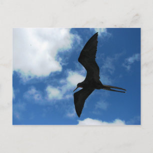 Postal Frigate Bird (Fragata), Galápagos
