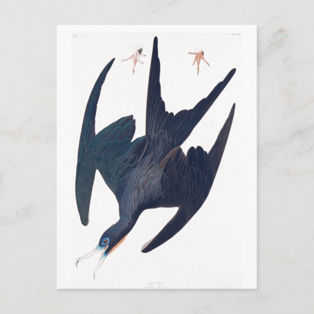 Postal Frigate Penguin (Anverso)