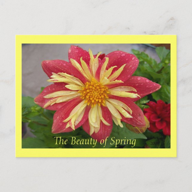 Postal Frilly Dahlia Postcard (Anverso)
