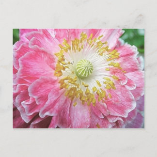 Postal Frilly Pink Poppy