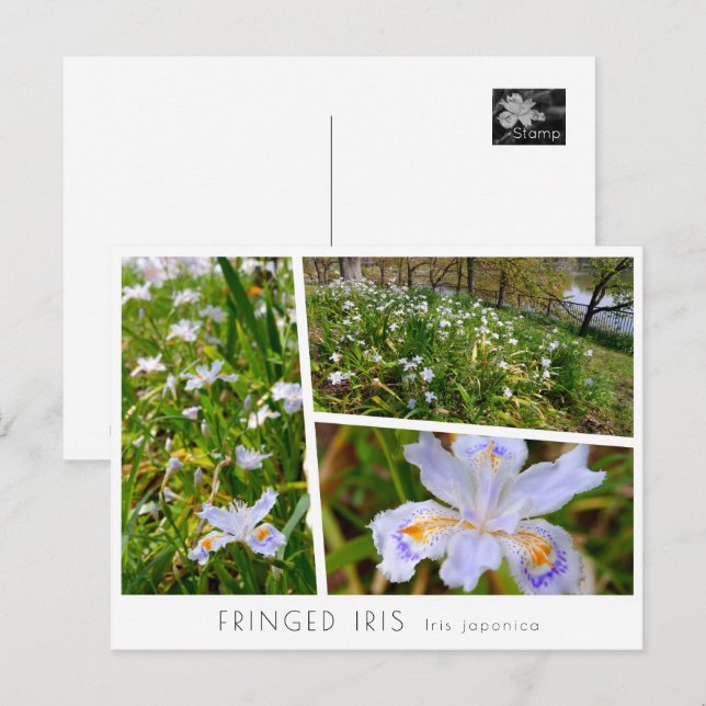 Postal Fringed Iris (Anverso / Reverso)