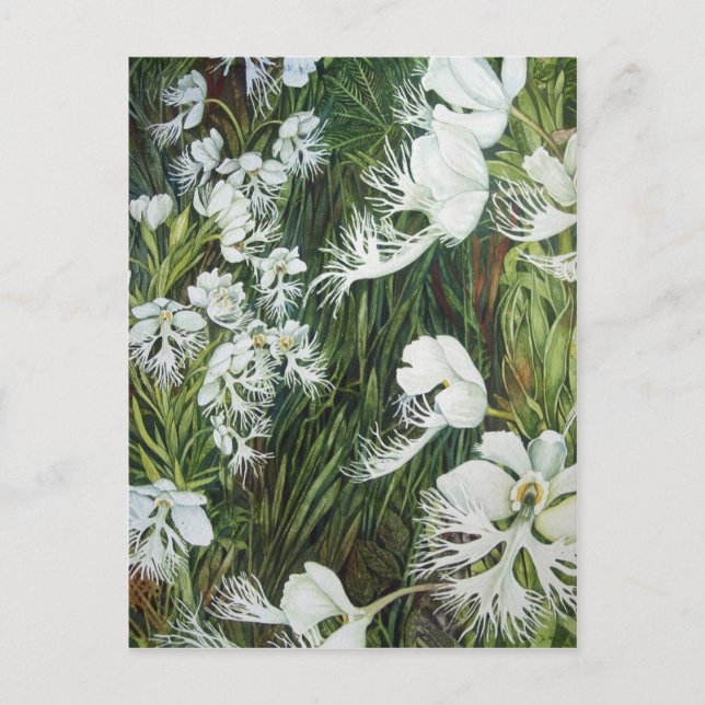 Postal Fringed Prairie Orchids (Anverso)