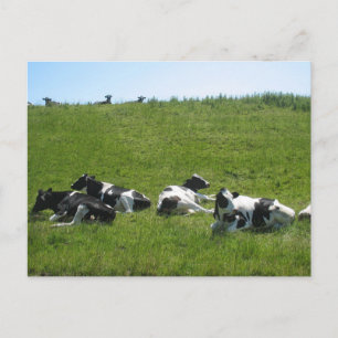 Postal Frisian Holstein Cows