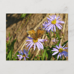 Postal Fritilaria de Hydaspe sobre flores de áster púrpur