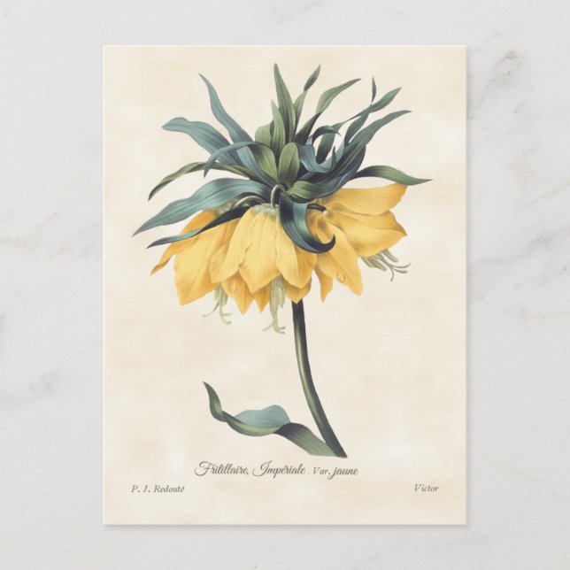Postal Fritillaria Amarilla Vintage Botánica (Anverso)