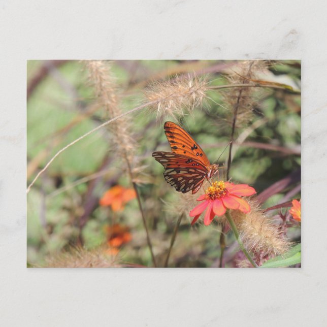 Postal Fritillary en el Golfo de Zambia (Anverso)