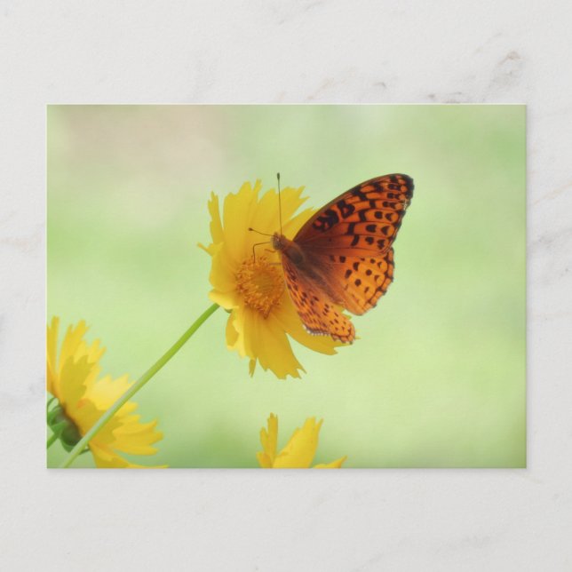 Postal Fritillary Fun - Mariposa (Anverso)