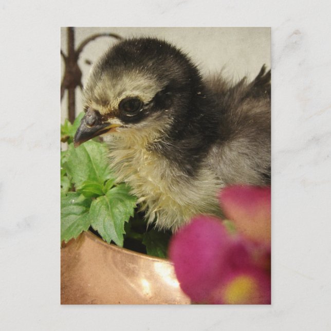 Postal Frizzle Chick (Anverso)