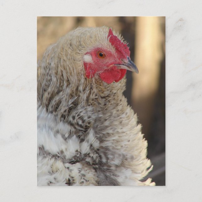 Postal Frizzle Rooster (Anverso)