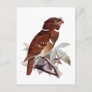 Postal Frogmouth filipino