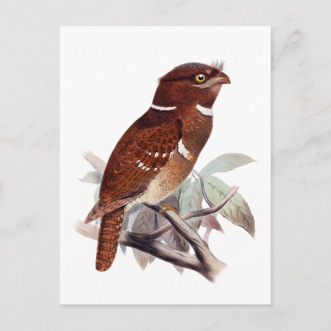 Postal Frogmouth filipino (Anverso)