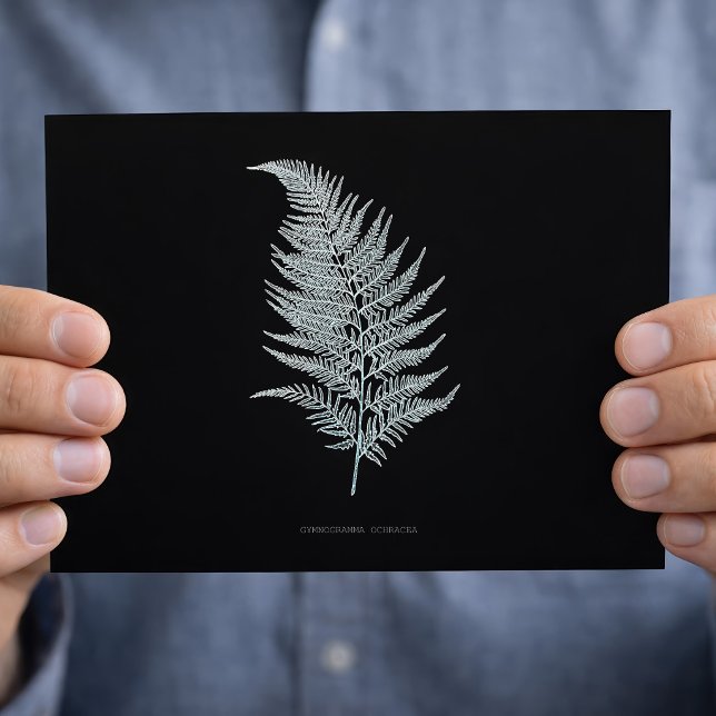 Postal Fronde de Helecho Ocra, Gymnogramma Ochracea (Ochre Fern Frond, Gymnogramma Ochracea. Postcard)