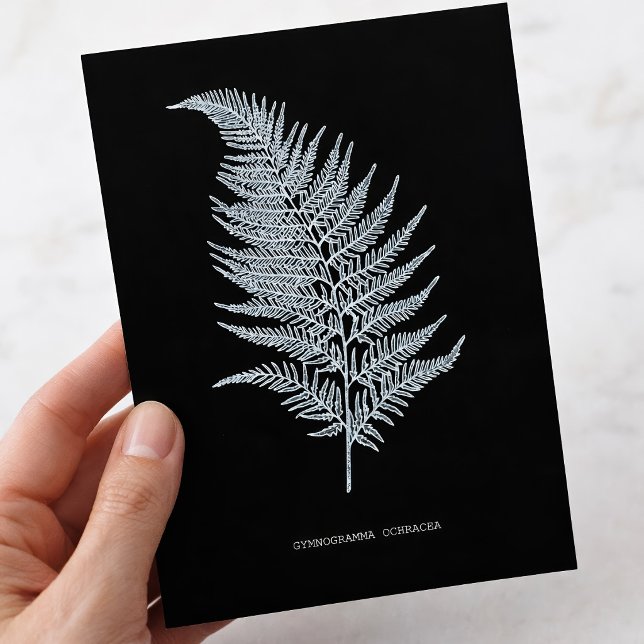 Postal Fronde de Helecho Ocra, Gymnogramma Ochracea (Ochre Fern Frond, Gymnogramma Ochracea. Postcard)