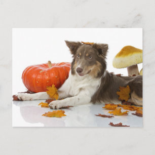 Postal Frontera de Collie haloween