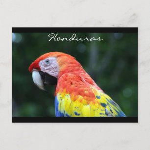 Postal frontera de guacamayo escarlata