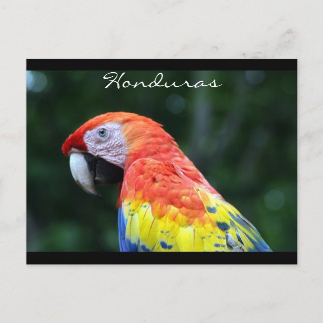 Postal frontera de guacamayo escarlata (Anverso)