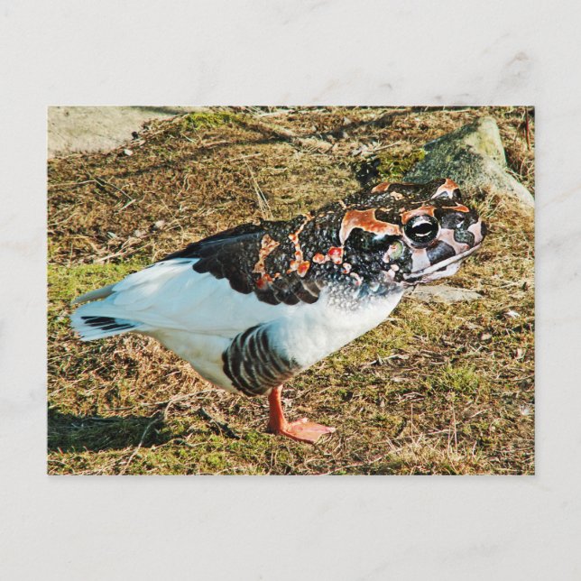 Postal Frooso (Anverso)