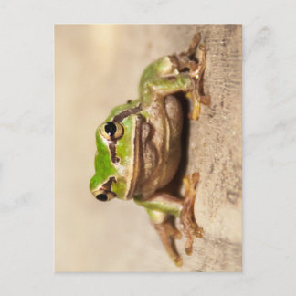 POSTAL FROSCH