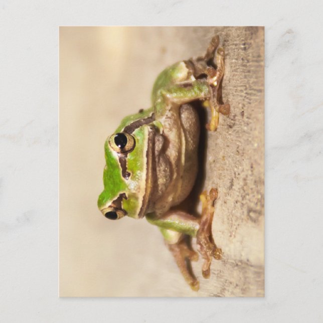 POSTAL FROSCH (Anverso)