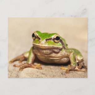 POSTAL FROSCH