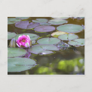 Postal Frosch mit Seerose