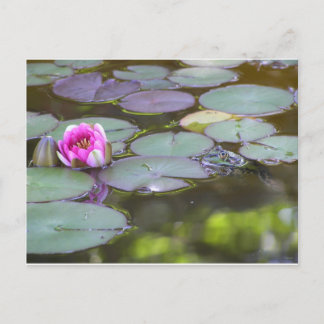 Postal Frosch mit Seerose