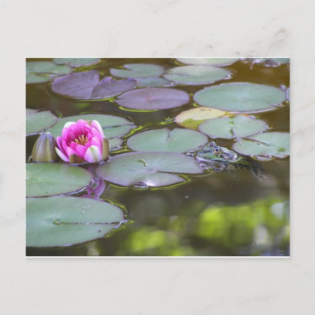 Postal Frosch mit Seerose (Anverso)