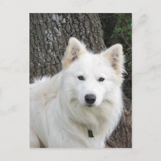 Postal Frosty (Anverso)