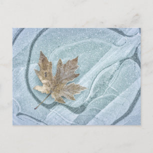Postal Frosty Maple Leaf Frozen en hielo