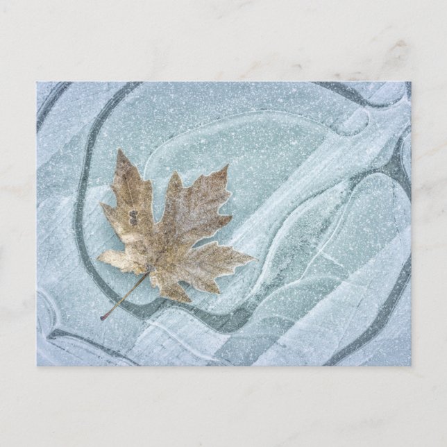 Postal Frosty Maple Leaf Frozen en hielo (Anverso)