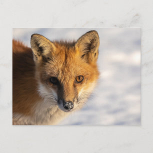 Postal Frosty Nose Fox