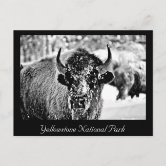 Postal Frosty Yellowstone Bison